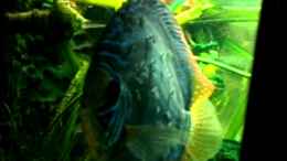 Video 4. Tag des Feischwimmens der Diskusneulinge von Sirko Fricke (PDEaJUpZMHs)