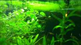 Video Keilfleckbärblinge bei der Balz von Locke1992 (PQnG7oK74hc)