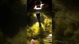 Video Stichlingnachwuchs von herkla (PUHglXyTyas)