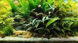 Video 180 Liter Asien Aquarium von Thomas Kreuter (PXOFDFvr_Qg)