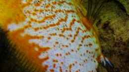 Video Diskuslaich von Jogi (Pa3dXcNLveo)