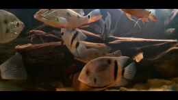 Video cichlids from the Atabapo River von Agua viva (PebQhdNrLeE)