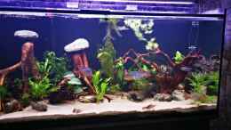 Video 500l geopargus surinamensis von Justin Xiang (PuATvL5uNx8)