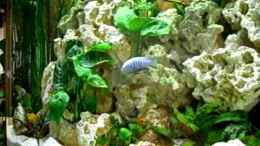 Video meine Tangajikas von Uwe Baumgarten (Q0NmyEt9imc)