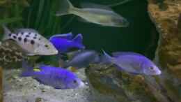 Video Neues Video von RalfB (Q63dwm8wBXs)