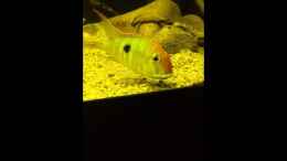 Video Erste Red Head Junge von Thomas S-H (Q6qT0zUUBw0)