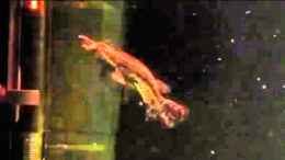 Video Guppyjäger von Captain Gü (QDMXka_jsnU)