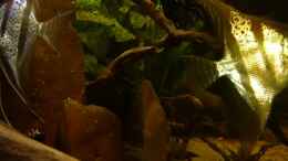 Video Tauchgang im Wurzeldickicht in der Dämmerung 02 von ravaka (QGx_HPDkLjM)