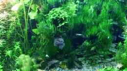 Video mein kleines Amazonas Scape von odin 68 (QJ0VqwfvccY)