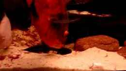 Video Barschbecken von Joel-Angus (QMeas390suY)