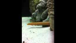 Video Räuberbecken 2 von Jennifer Clee (QOncUQHEvdk)