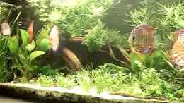 Video 375 l Diskusbecken von ehemaliger User (QPJ-CK0xkjQ)