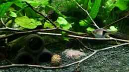 Video Dornaugen haben hunger Teil 2 von odin 68 (QRLaGcSCO7g)