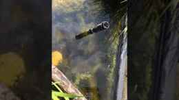 Video 16.06.2021 die Medaka fühlen sich sichtlich wohl von herkla (QUHRUeDgJWc)