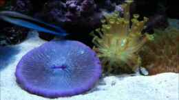 Video Reef2011 von .uschi (QZ1N2gQR2Wg)