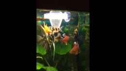 Video Video von Einrichtungsbeispiele.de von Muschelherz (QZfq7eycZp4)