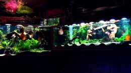 Video Aqariumanlage von Ulrich Sauerhering (Q_ARXsIlLdQ)