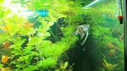 Video 450ltr Gesellschafts becken von Benjamin23 (QaGTmy3y5Y0)