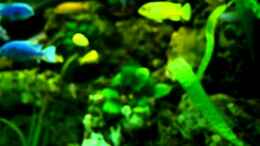 Video 350l Trigon Mbuna von MF80 (QcylmGxYUEk)