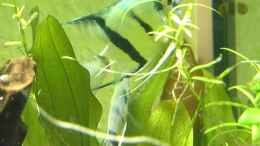 Video Skalare beim Laichen von ehemaliger User (QfGAftluJ9A)