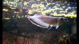 Video EB Big Buddies of S. A. - Part IV von GGuardiaNN (Qk5yGgyM6Lg)