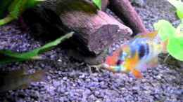 Video Procambarus Vasquezae Trächtiges Weibchen von Dennis Weber (Qq89Ub6CkMY)