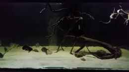 Video Leopoldi BD/Henlei    von Bernd N. (R-jC-li9I5U)