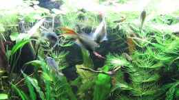 Video Makropoden Power! von ehemaliger User (R3QRRHuslik)