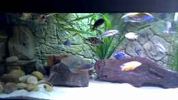 Video MalawiMix Becken 540 Liter von Sascha G. (R91798BuyOE)