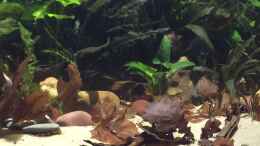 Video Schmerlengewusel von Botia (RFIrcE1xce4)