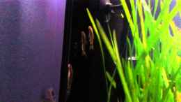 Video Gestreifter Ohrgitter-Harnischwelse (Otocinclus hoppei) & Guppys von ehemaliger User (RIPyqHA2_RM)