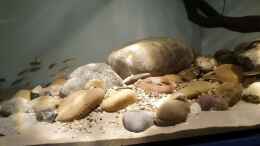 Video North American biotop  von Aqua fan (RJF5BrHYTWc)