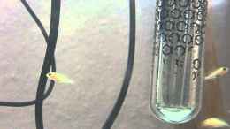 Video Jungfische im Aufzuchtbecken von Aspel82 (RP6b9UQri0A)