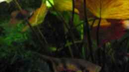 Video Wuselnde Zwerge von ehemaliger User (RPJQGA-UwTI)