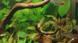 Video 2. Tag der Rotrücken von Maguma (RUsTypV8_0g)