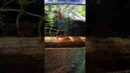 Video Rückseite des Beckens von Alexander Deepocean (RYqJ8FZdGOQ)