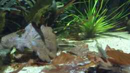 Video T.pumila von Botia (Rd3RVLfr4V8)