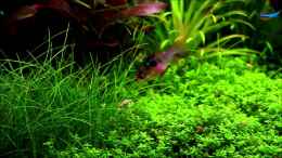 Video Mai 2013 von Bjarke (RfZ2qm5c4Sc)