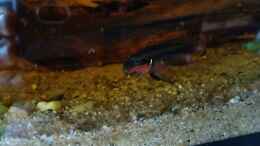 Video Pelvicachromis taeniatus Nigeria Red Fütterung Waserflöhe von Tiburón (RjY9SDigh8Q)