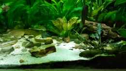 Video Der Fischalltag von Thomas Michel (RkXiVyWAHGU)