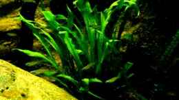 Video Falks normanis... von Falk (RkmVebJM2P0)