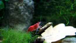 Video Red Fire von ehemaliger User (RlZxUQeWr90)