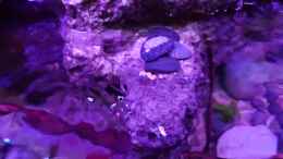 Video Aquarium von ehemaliger User (Rpwzo3b3DMA)
