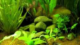 Video Asien Becken 112 Liter von Locke1992 (Rrwh6d0zSW4)