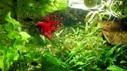 Video mein neuer Kampffisch von odin 68 (Rs0kgQhFOIM)