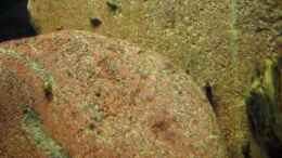 Video Eiertragende Kardinalsgarnelen beim abweiden von ehemaliger User (RtnUtS22ulo)