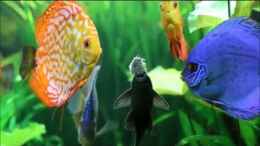 Video Video von Einrichtungsbeispiele.de von Phil Cave (Rv-PXvTh8t4)