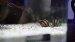 Video Leben im Brackwasser von Acki50 (S0LGbMEdeUs)