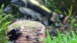 Video Purpurprachtbarsche mit Nachwuchs von Stephy (S5vcfI74hfk)