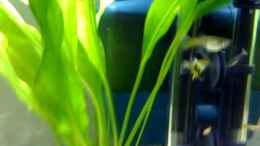 Video Video von meinem Aquarium von Tan1th (S6F5aF3zEbg)